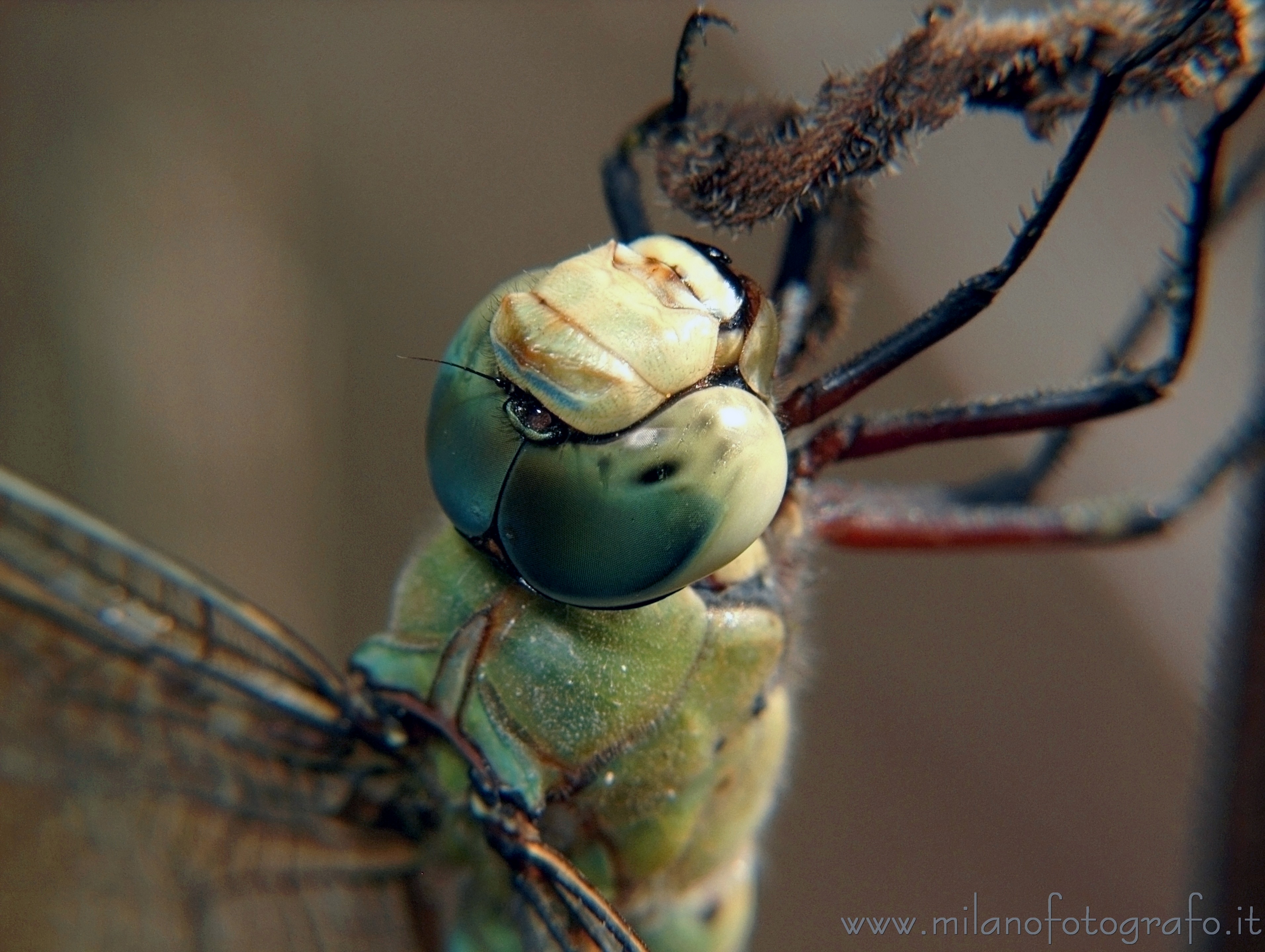 Torre San Giovanni (Lecce) - Anax imperator maschio